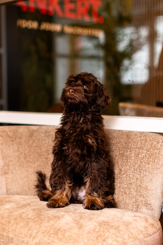 Portret van Brammetje